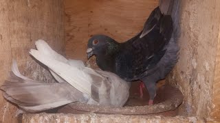 hight flying my pigeons /pigeons in srilanka