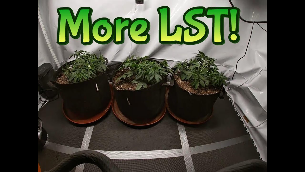 Week 3 Staggered Grow (More LST)