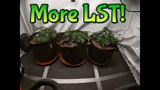 Week 3 Staggered Grow (More LST)