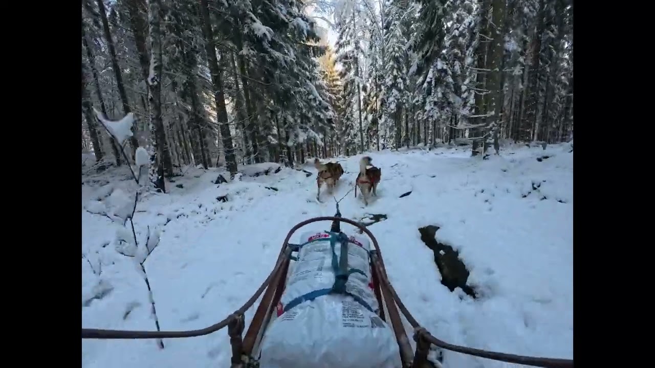 Slædetur i november.