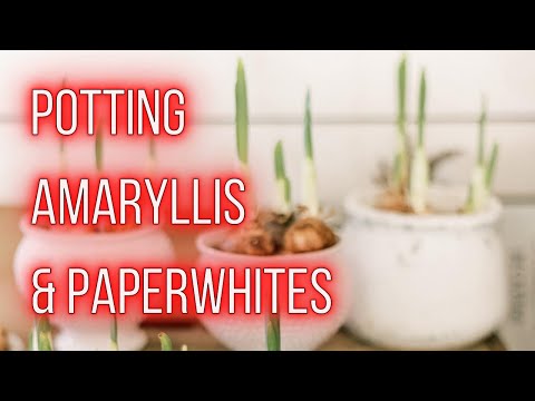 Video: Paperwhite Bulb Reblooming - Wie man Paperwhites wieder zum Blühen bringt