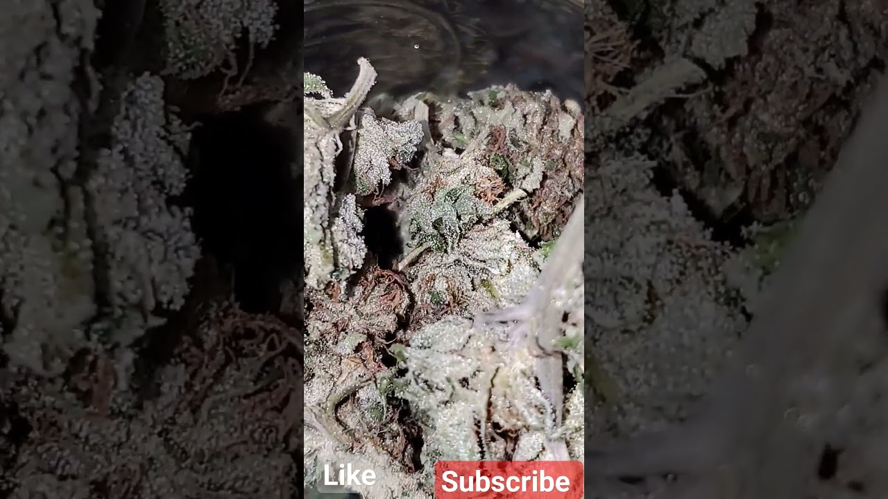 bisscotti Mintz curing time