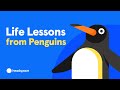 Emperor Penguin Life Cycle Quiz