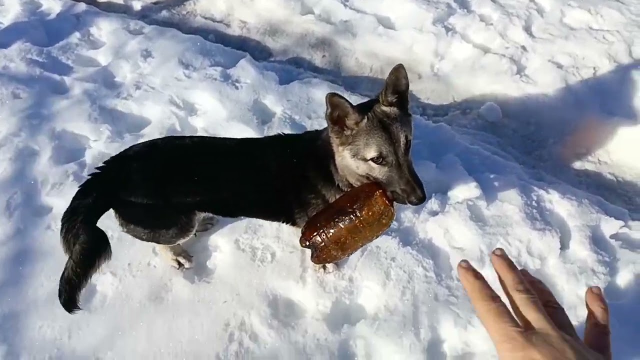 Играем в бутылочку с Дружком! 🐕
