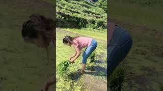 Rice Cultivation