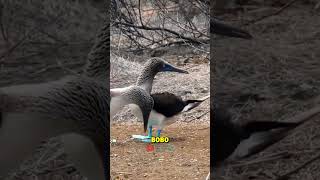 Blue-footed Booby one of the most fascinating tropical seabirds