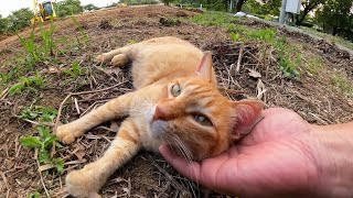 お気に入りだった空地が工事されて行くのを悲しんで訴える野良猫(違うかな?)