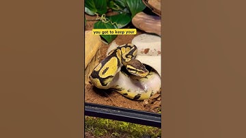 They never listen😂 #reptiles #ballpython #snake #funnyanimals #petcomedy #snake #cutepets #pets