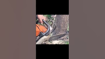 Woodworking project skill Cutting down big trees #shortvideo #chainsaw #treecutting