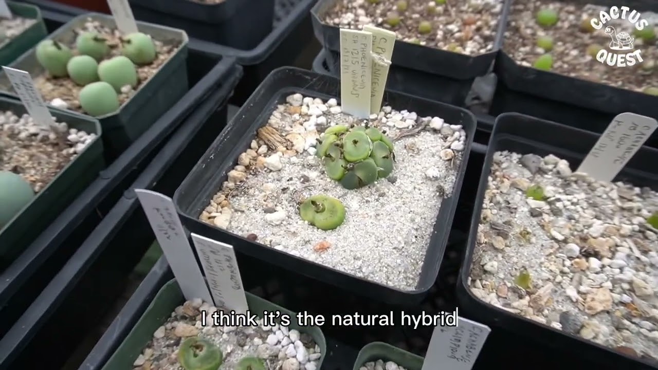 New Views of the Genus Conophytum コノフィツム New Views of the Genus Conophytum コノフィツム