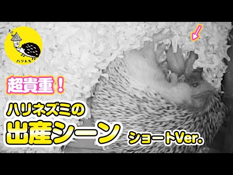 【貴重な出産シーン】ハリネズミの双子ちゃん出産（ショートVer.）