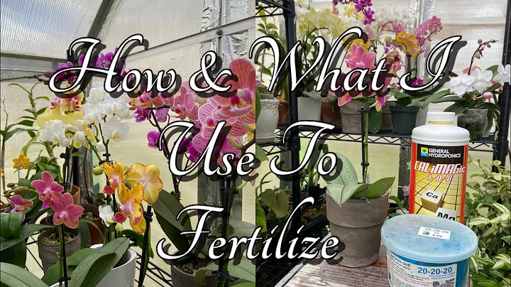 How I Fertilize My Phalaenopsis Orchids. Orchid Care For Beginners.