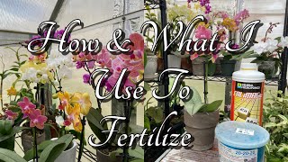 How I Fertilize My Phalaenopsis Orchids. Orchid Care For Beginners.