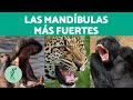 10 animales con la mordida ms fuerte  animales ms peligrosos del mundo