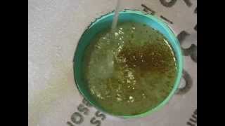 Tank Raised Daphnia Harvest November 2014