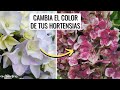 CAMBIA DE COLOR TU HORTENSIA: ponla de color rosa de esta forma || en20metros