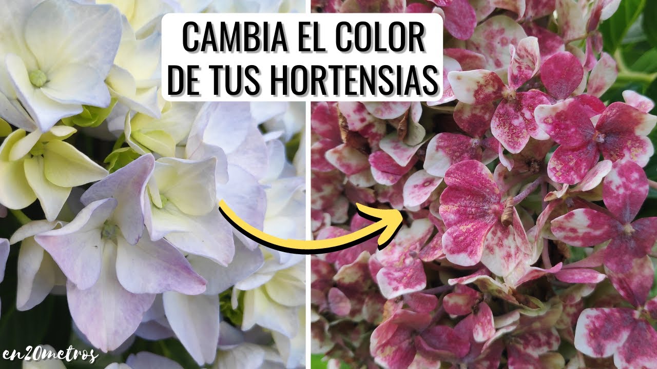 The best GUIDE to grow HYDRANGEAS that you will see on Youtube - YouTube