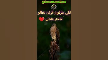 القارئ الصغير الذي حير مشاهير القراء بخشوع صوته الجزء  319 #قران #قران كريم #قراند #quran #quran alk