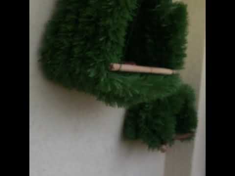 اربعة بلال بمحميه واحه وتفريخ بلابل البلاك كريستد