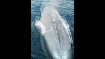 Blue Whale Breathing