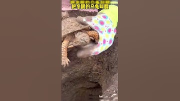 #shorts #turtles #howtohibernateaturtle #hibernate