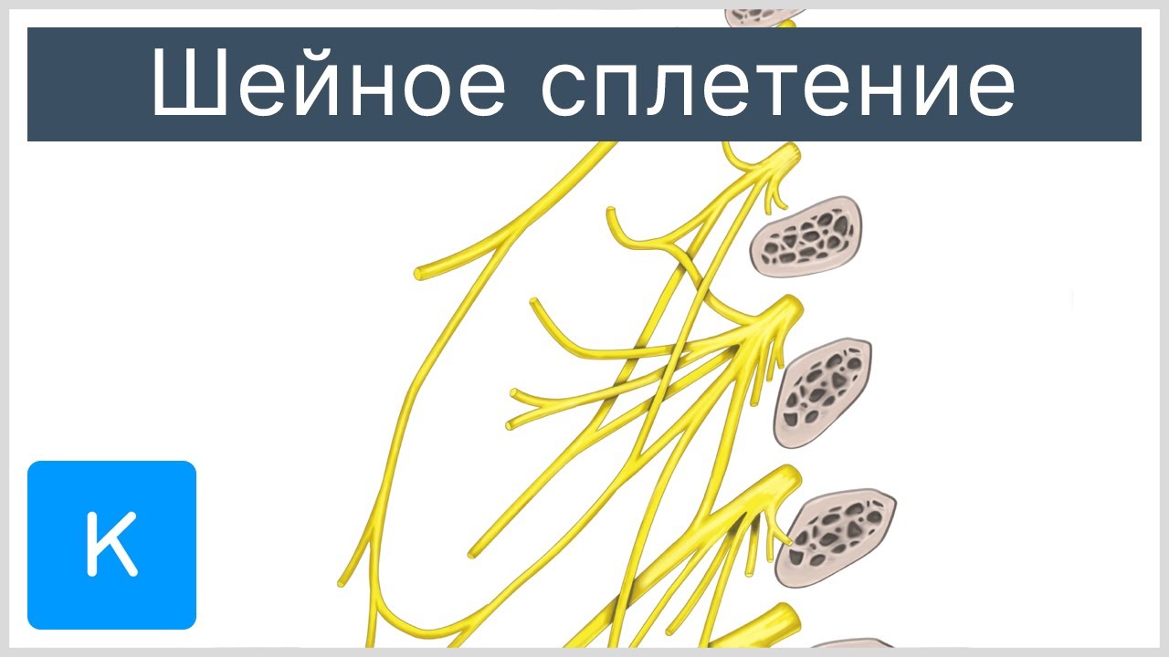 Шейное сплетение - Анатомия человека | Kenhub