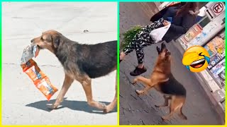 Los Robos Más Divertidos Realizados Por Animales 🤣 Parte 4