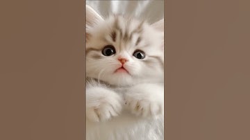 Thumbnail of One little look, and your day gets better. #cute #cat #kitten #catlovers #lipsync