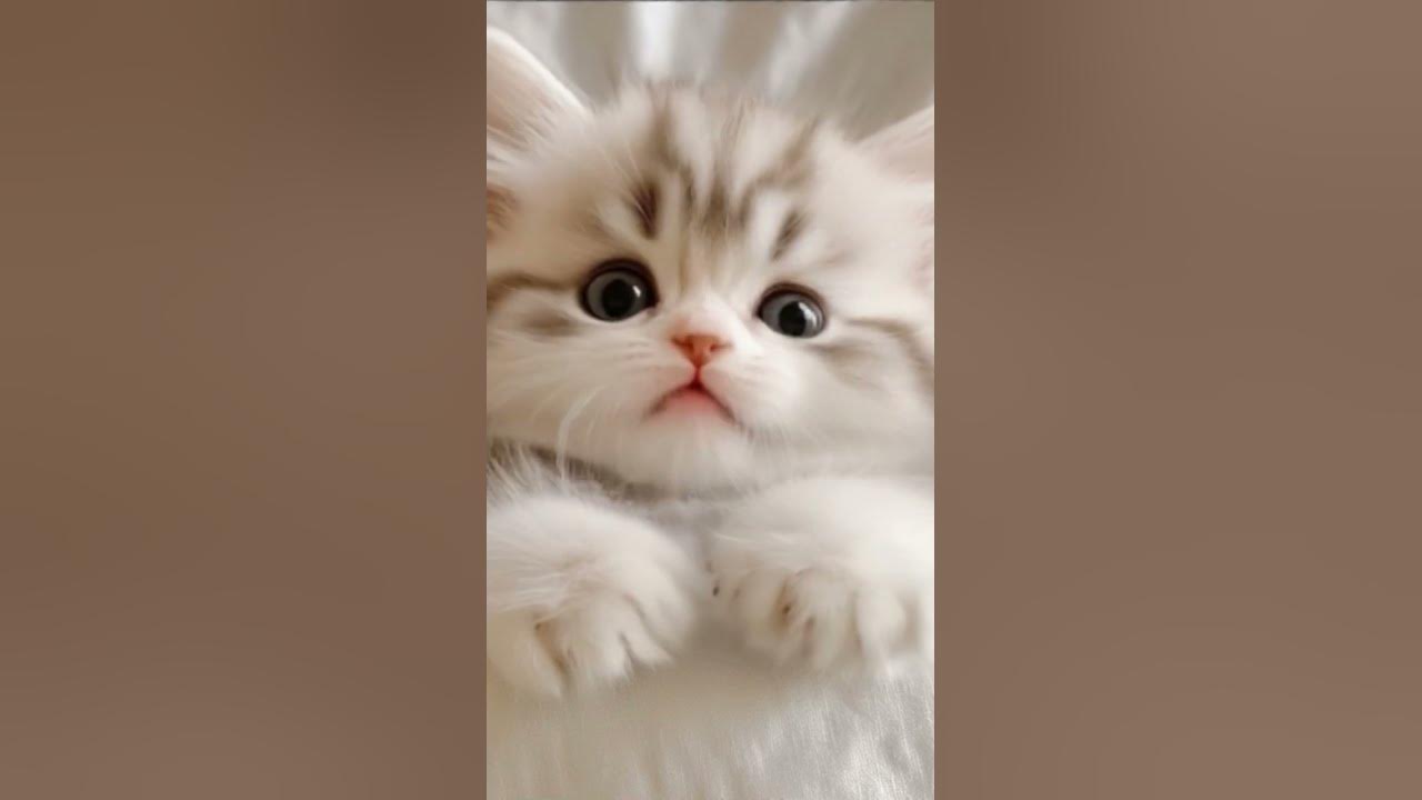 One little look, and your day gets better. #cute #cat #kitten #catlovers #lipsync