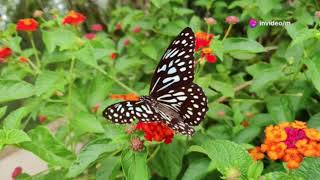 Experience Nature.  A Journey Through the natures untamed beauty