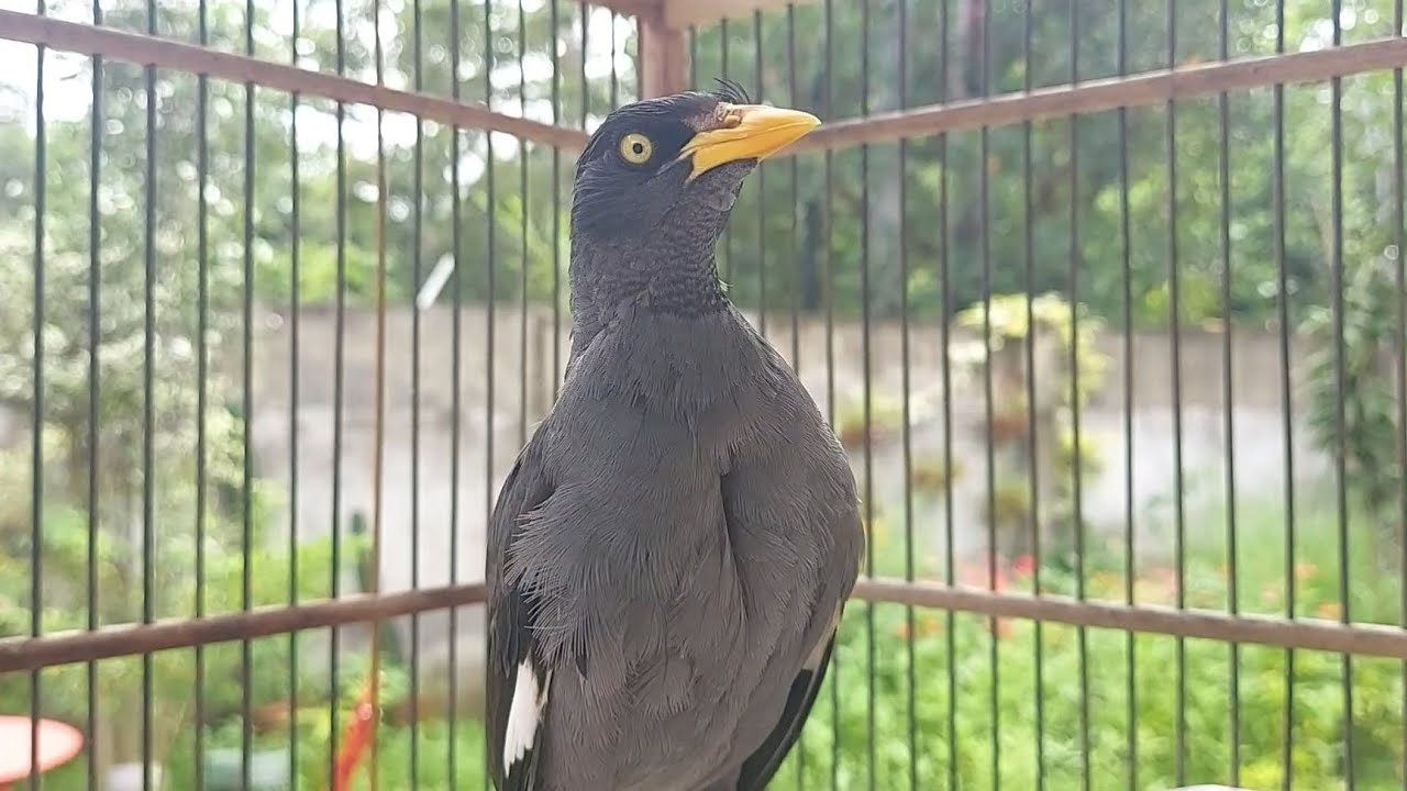 Sochli onanizmni onlayn tomosha qiling Erimning ismi kozimda, Mushukiga chiqaman.