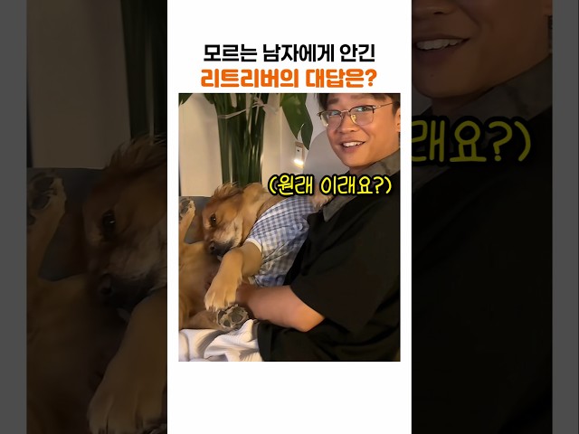 처음보는 사람에게 안긴 리트리버의 찐 반응