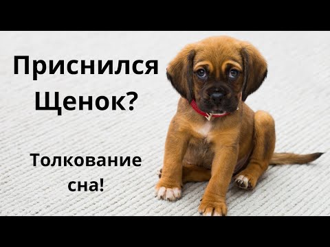 Приснился Щенок?Что это значит!Толкование сна!