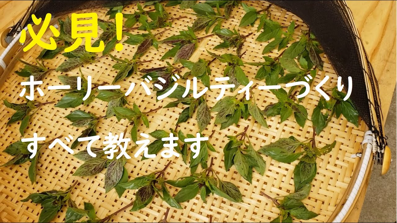 今年もホーリーバジルティー作ります 作り方から保存方法まですべて教えますので必見です Youtube 今年もホーリーバジルティー作ります 作り方から保存方法まですべて教えますので必見です Youtube