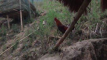 Qaib qus 100% & qaib qus txuam tom ib 2019