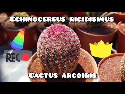 Video: Cultivo de cactus Echinocereus: aprenda a cultivar variedades de plantas Echinocereus