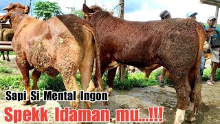 Spek Idaman mu...‼️Sapi Si mental ingon penggemukan.#gondanglegi