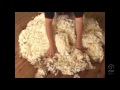 AWI Wool Handling - Wool Preparation - Picking up a Fleece with Eileen Philipson