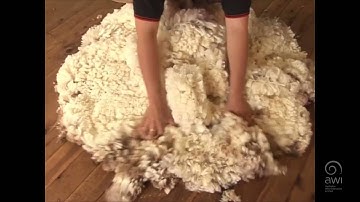 AWI Wool Handling - Wool Preparation - Picking up a Fleece with Eileen Philipson