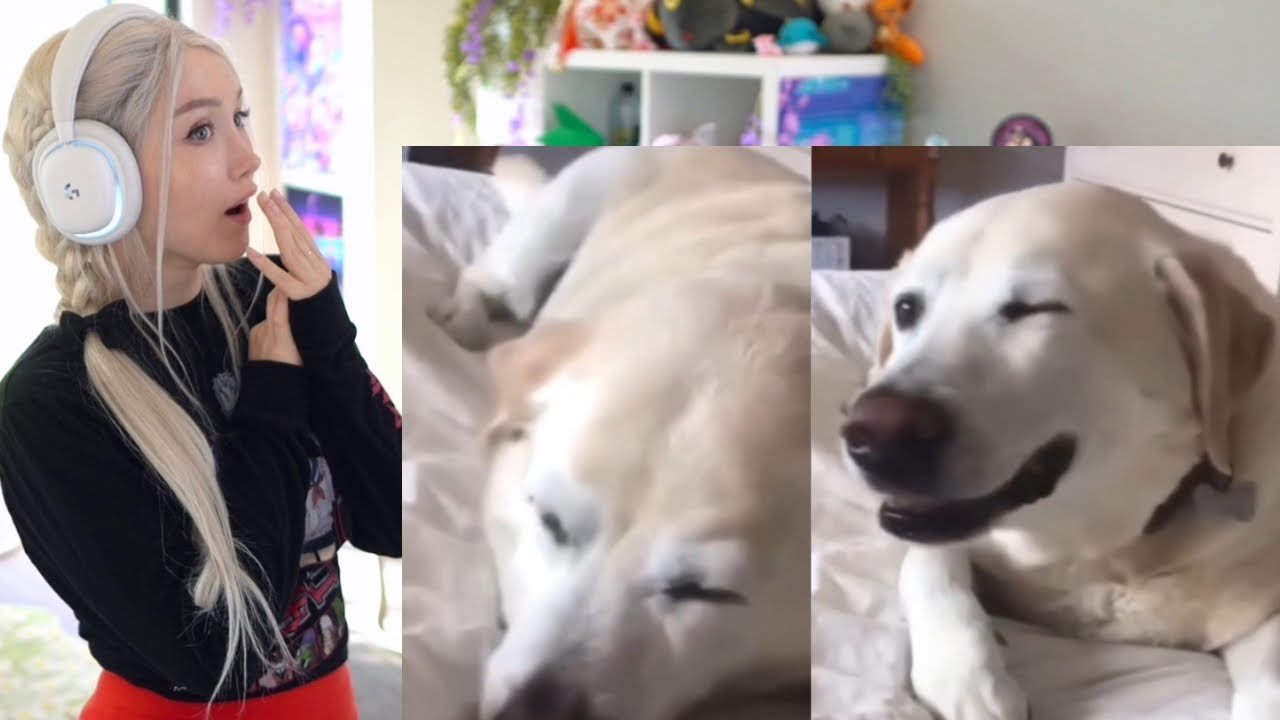 Funniest Internet Clips REACTION!!!