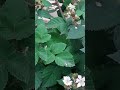 「あすなろの唄」♪水前寺清子