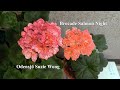 Пеларгонии Brocade Salmon Night и Odensjö Suzie Wong, нереальные махровые красотки