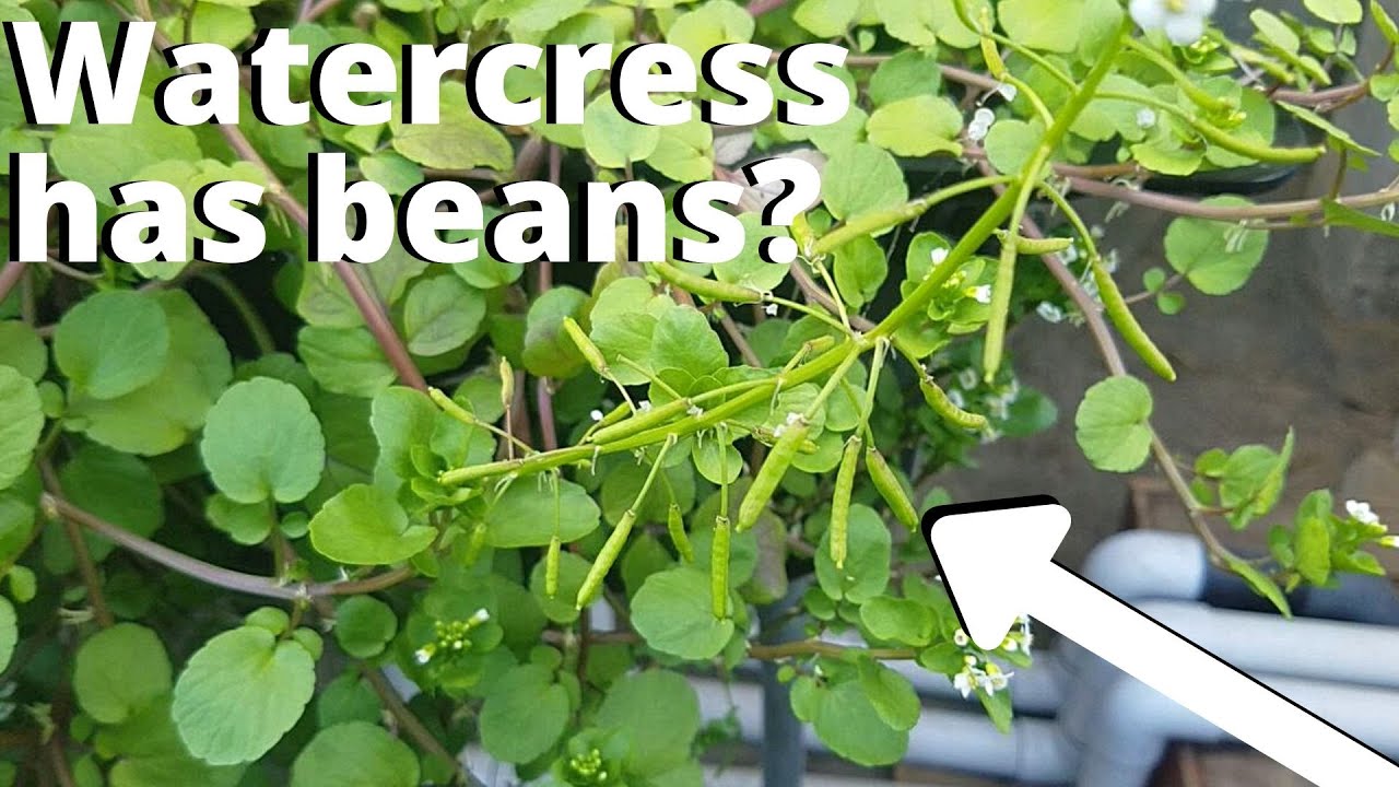 Cress Seeds - Watercress