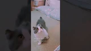 Tập 8: mèo #shorts #pets #cats