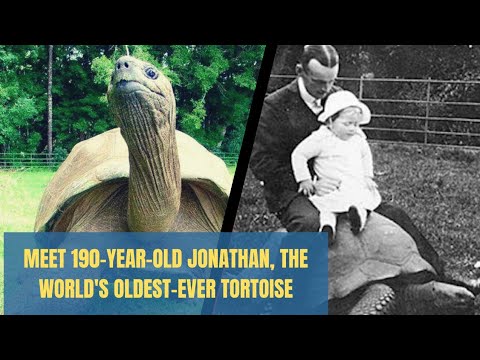 Jonathan the Turtle is expected to turn 190 in 2022 makes him the oldest animal alive @SinghV