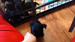 Mix Breed Puppies: Miniature Schnauzers + Chihuahua