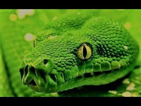 ELO MORDULCU(GIVAVEY) NA 10 SUB