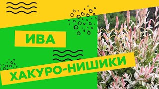 ЛЮБУЕМСЯ КРАСОТОЙ ИВЫ ХАКУРО-НИШИКИ!!!