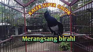 TERAPI SORE LAWAN JADI MURKA !! KACER TARUNG BONGKAR ISIAN