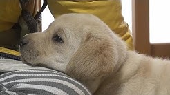 まさはる君が行く ポチたまペット大集合 Youtube